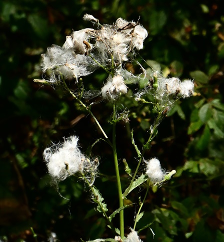 {Erechtites hieraciifolius}